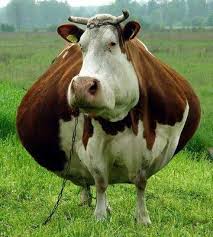 fat-cow